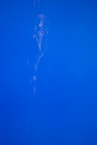 http://peterwaterschoot.com:443/files/gimgs/th-18_18 muur 3, 70 cm  Blue Ox kopie_v2.jpg
